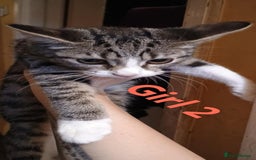 Bengal cats for sale: Bengal cross kittens ready now  - Image 3