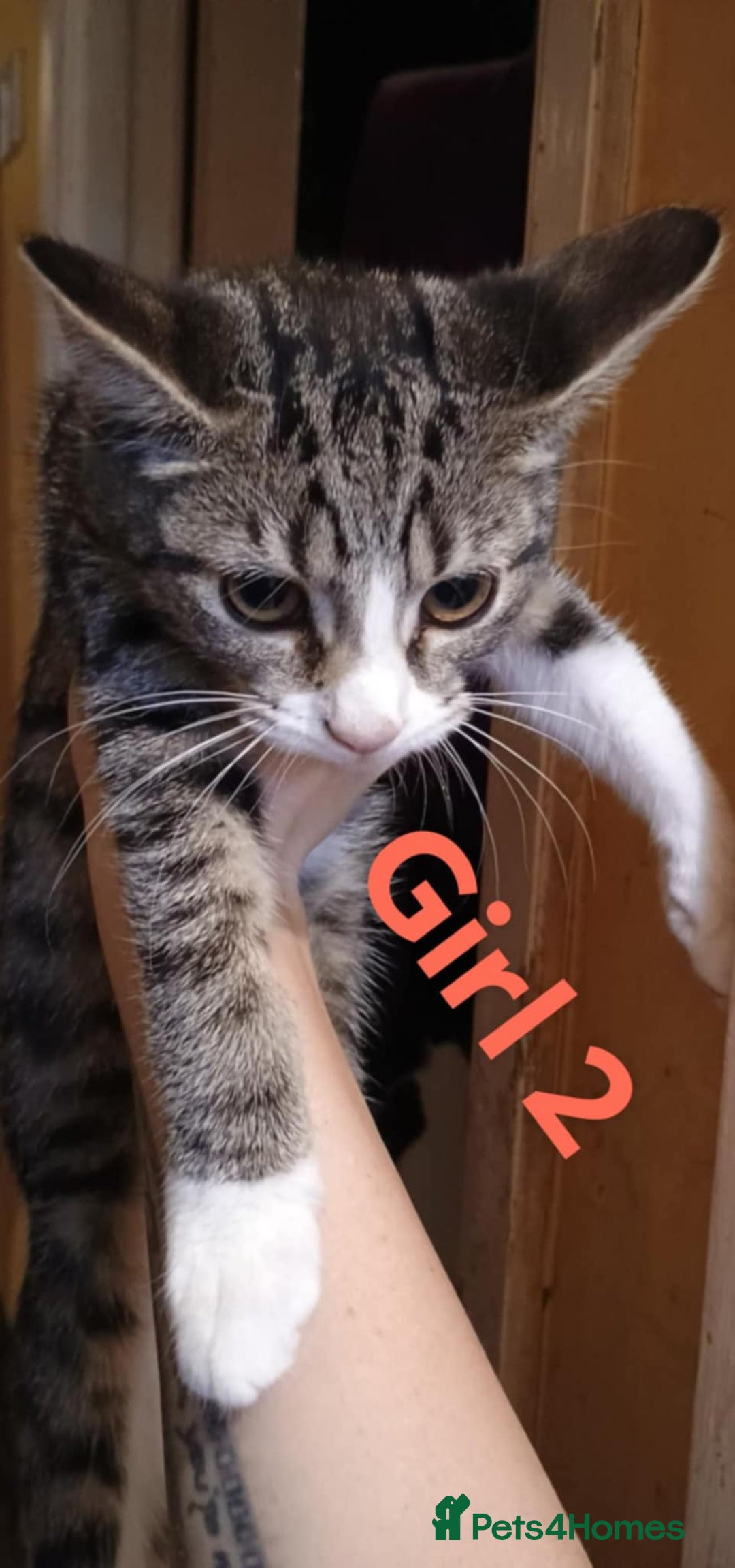 Bengal cats for sale: Bengal cross kittens ready now  - Image 3
