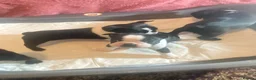 Boston Terrier dogs for sale: 3 female Boston Terrier ready to go - Advert 4