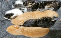 Mixed Breed cats for sale: GINGER GIRL AND TABBY BOY  - Image 13