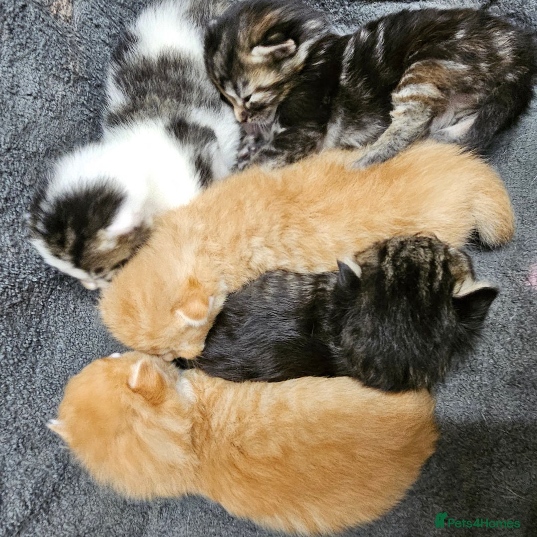 Mixed Breed cats for sale: GINGER GIRL AND TABBY BOY  - Image 13