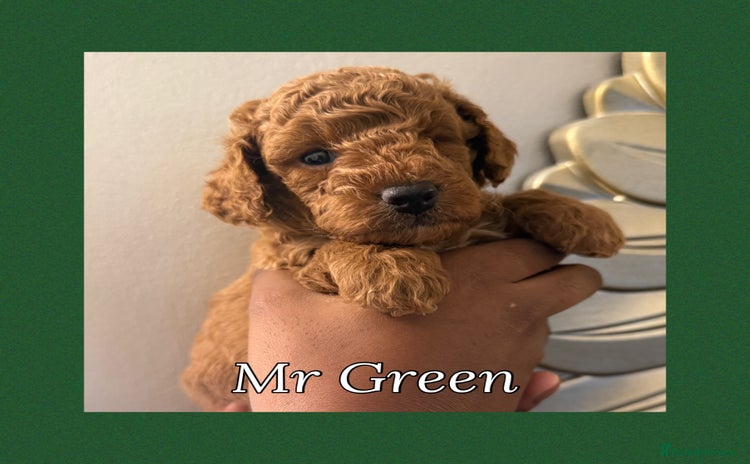 Miniature Poodle dogs - Advert 7