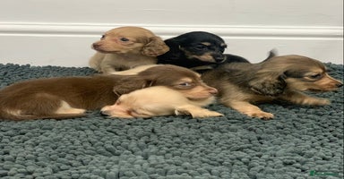 Miniature Dachshund dogs KC Registered Long Haired Mini babies  - Advert 10