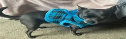 Chihuahua dogs for stud: Blue chihuahua stud in Edinburgh - Advert 13