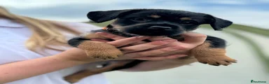 Hei Hei 