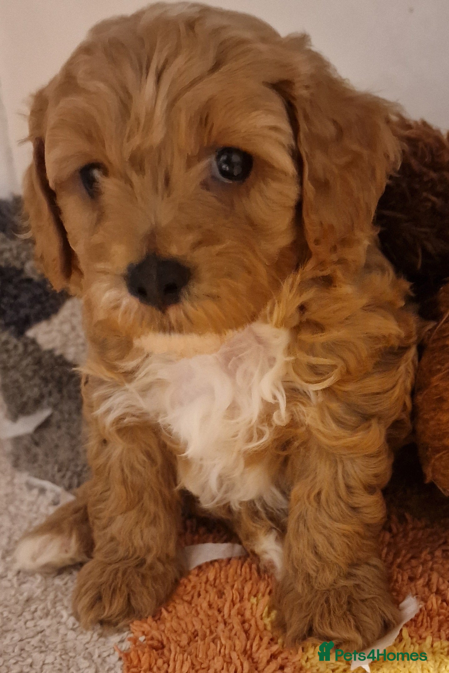 Cavachon dogs Gorgeous cavapoochons puppies for sale  - Advert 1