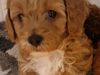 Cavachon dogs Gorgeous cavapoochons puppies for sale - Advert 1