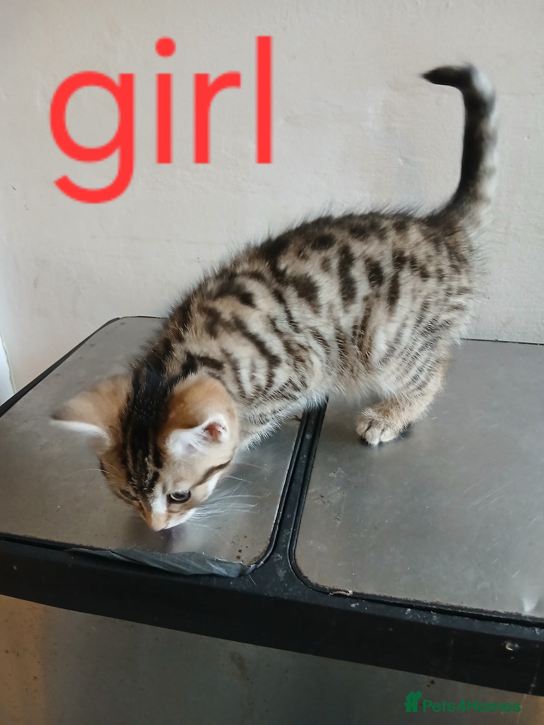 Mixed Breed cats for sale: Beautiful kittens for new homes - Advert 4