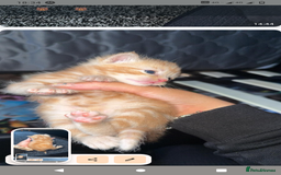 Domestic Shorthair cats for sale: 3 ginger kittens looking for homes  - Image 5