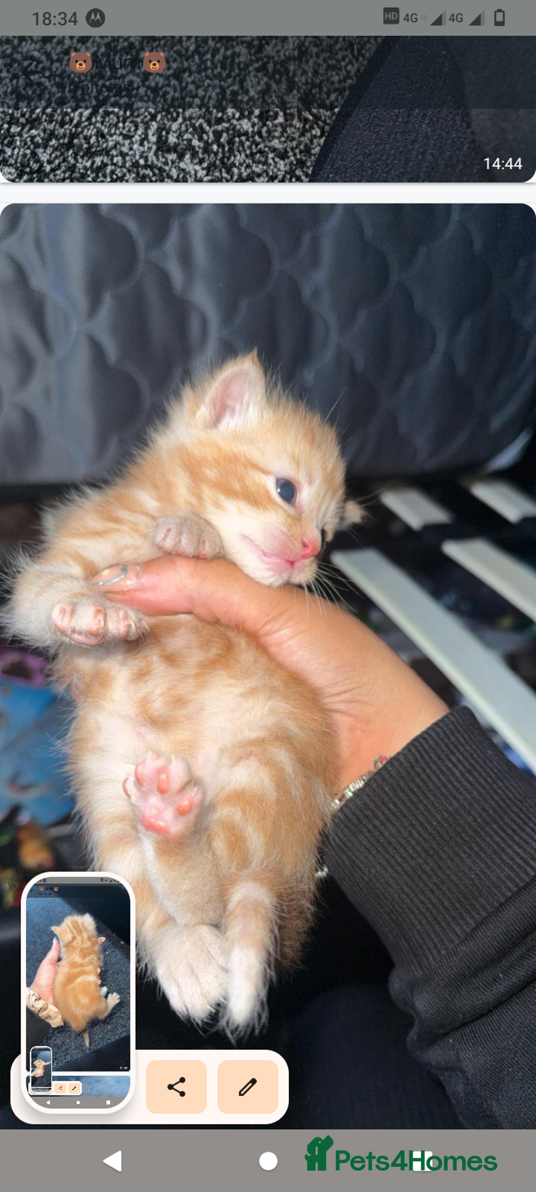 Domestic Shorthair cats for sale: 3 ginger kittens looking for homes  - Image 5