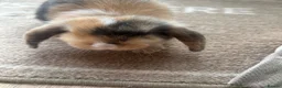 Mini Lop rabbits for sale: Mini lop Bunnies  - Advert 4