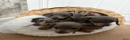 Dachshund dogs for sale: Merle dashaund - Advert 2