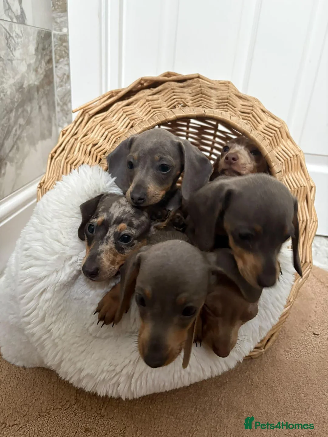 Dachshund dogs for sale: Merle dashaund - Advert 2