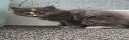 Maine Coon cats for sale: 1 male & 2 female maine coone kittens.  - Advert 10