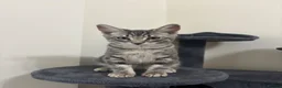Domestic Shorthair cats for sale: 𝟐 𝐃𝐎𝐌𝐄𝐒𝐓𝐈𝐂 𝐒𝐇𝐎𝐑𝐓𝐇𝐀𝐈𝐑 🤎🩶 - Advert 2