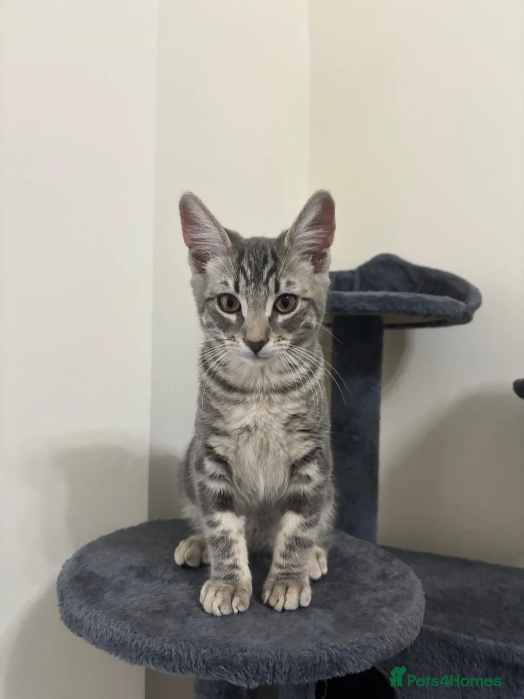 Domestic Shorthair cats for sale: 𝟐 𝐃𝐎𝐌𝐄𝐒𝐓𝐈𝐂 𝐒𝐇𝐎𝐑𝐓𝐇𝐀𝐈𝐑 🤎🩶 - Advert 2