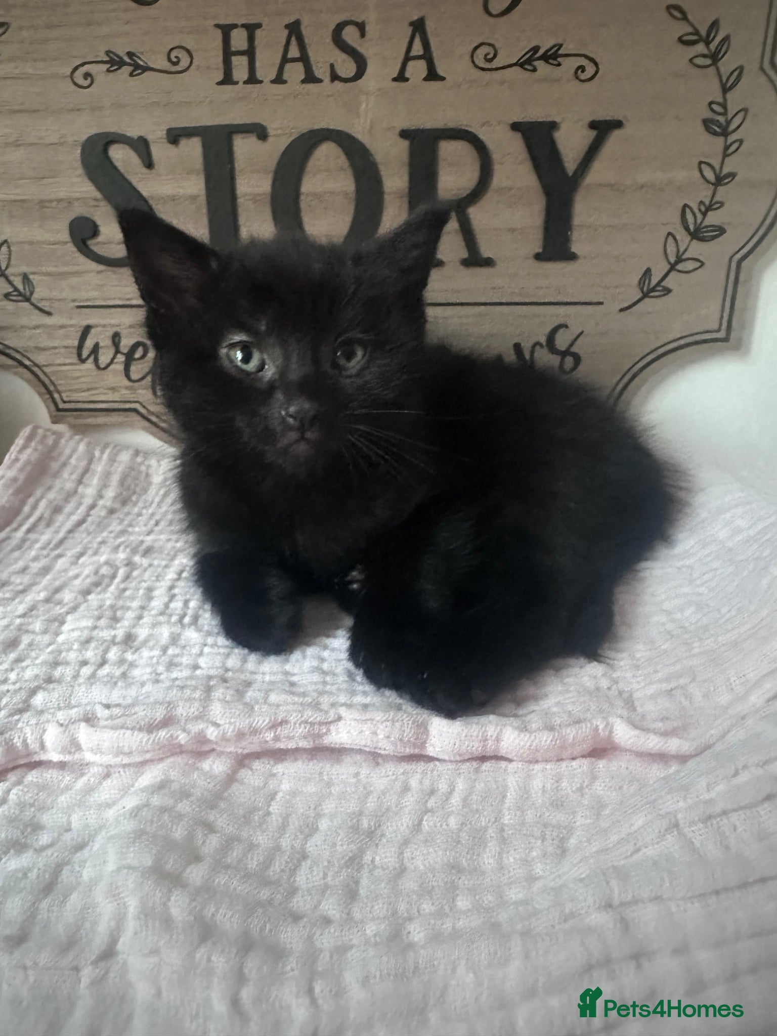 Mixed Breed cats Kittens ready to go now :) - Advert 1