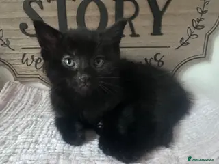 Mixed Breed cats Kittens ready to go now :) - Advert 1