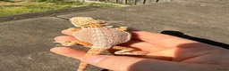 Bearded Dragon reptiles for sale: Bearded Dragons colour mixed 🌈 in Middlewich - Advert 7
