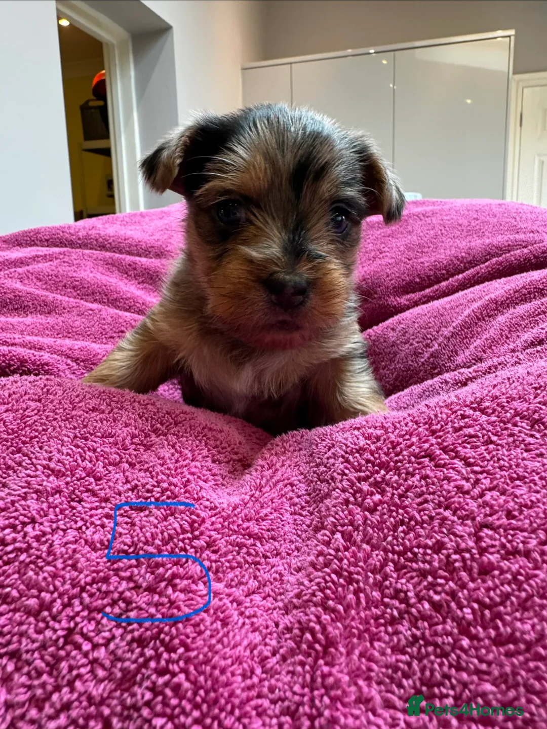 Chorkie dogs for sale: Chorkie Merle puppies ready from 5th March  - Advert 12