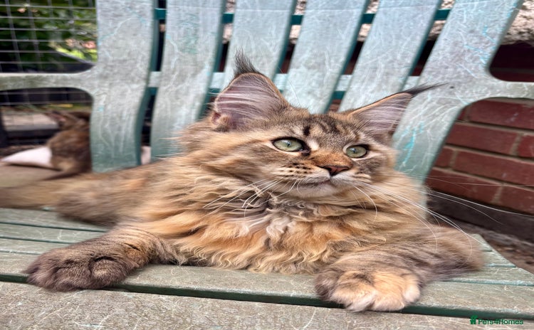 Maine Coon cats - Advert 3