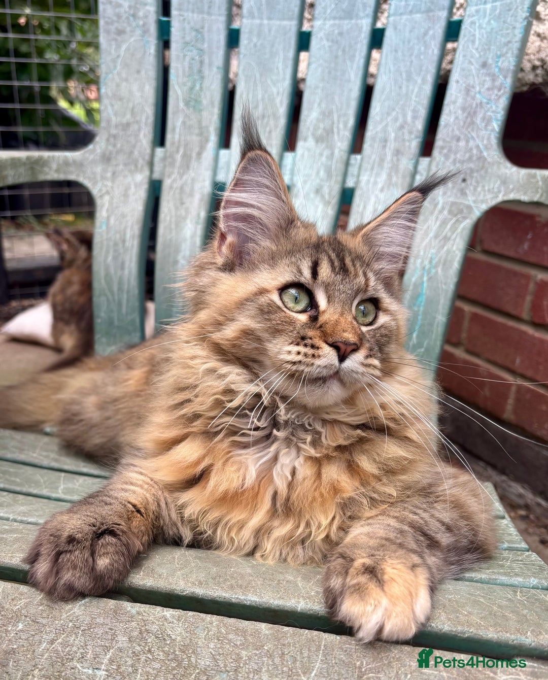 Maine Coon cats for sale: Pure Maine Coon kittens ready now - Image 1