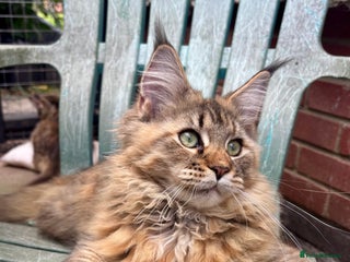 Maine Coon cats - Advert 20