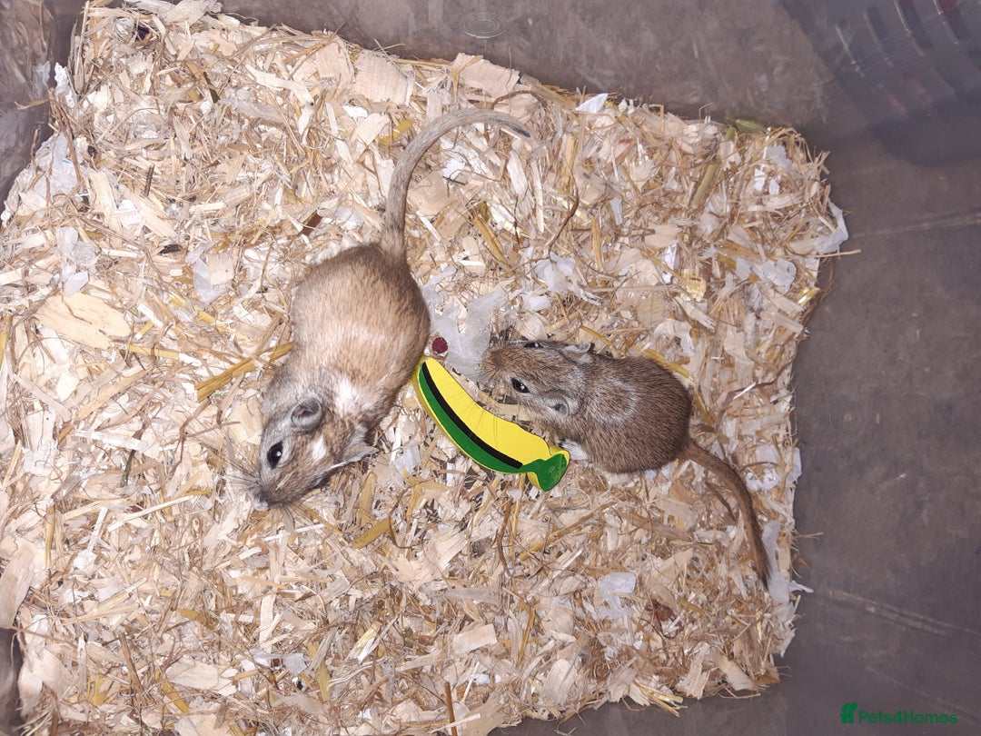 Gerbil rodents for sale: Super friendly gerbils from hobby breeder  - Advert 9