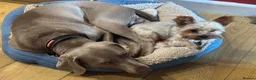 Weimaraner dogs for sale: Weimerner  in Sheffield - Advert 8