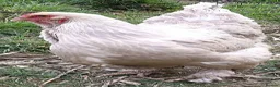 Chickens poultry for sale: POL Chickens stunning Purebreeds for sale in Callington - Advert 15