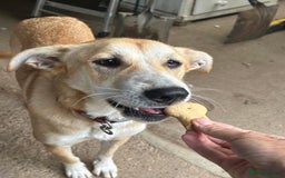 Mixed Breed dogs for adoption: Cristina - Norwich Norfolk  - Image 26