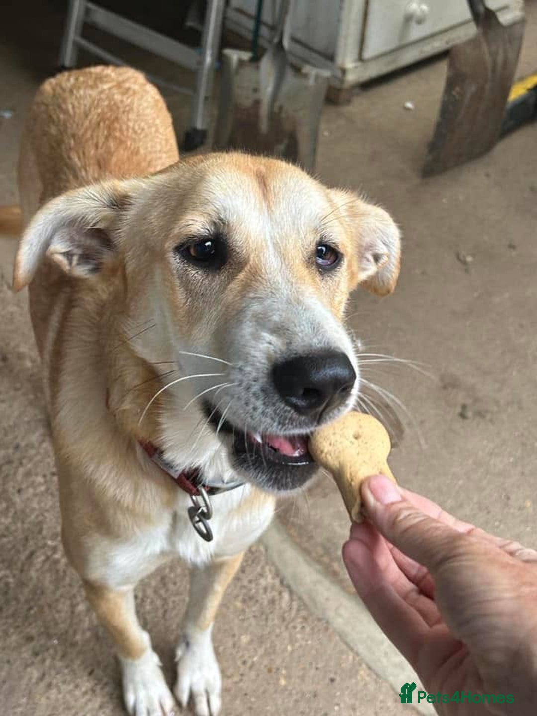 Mixed Breed dogs for adoption: Cristina - Norwich Norfolk  - Image 26