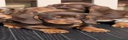 Miniature Dachshund dogs for sale: Miniature dachshunds - Advert 5