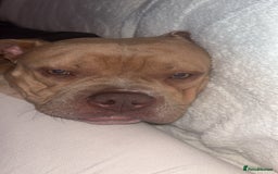 Mixed Breed dogs for sale: Bruno - American Bulldog x Staffy 1.5 years  - Advert 5