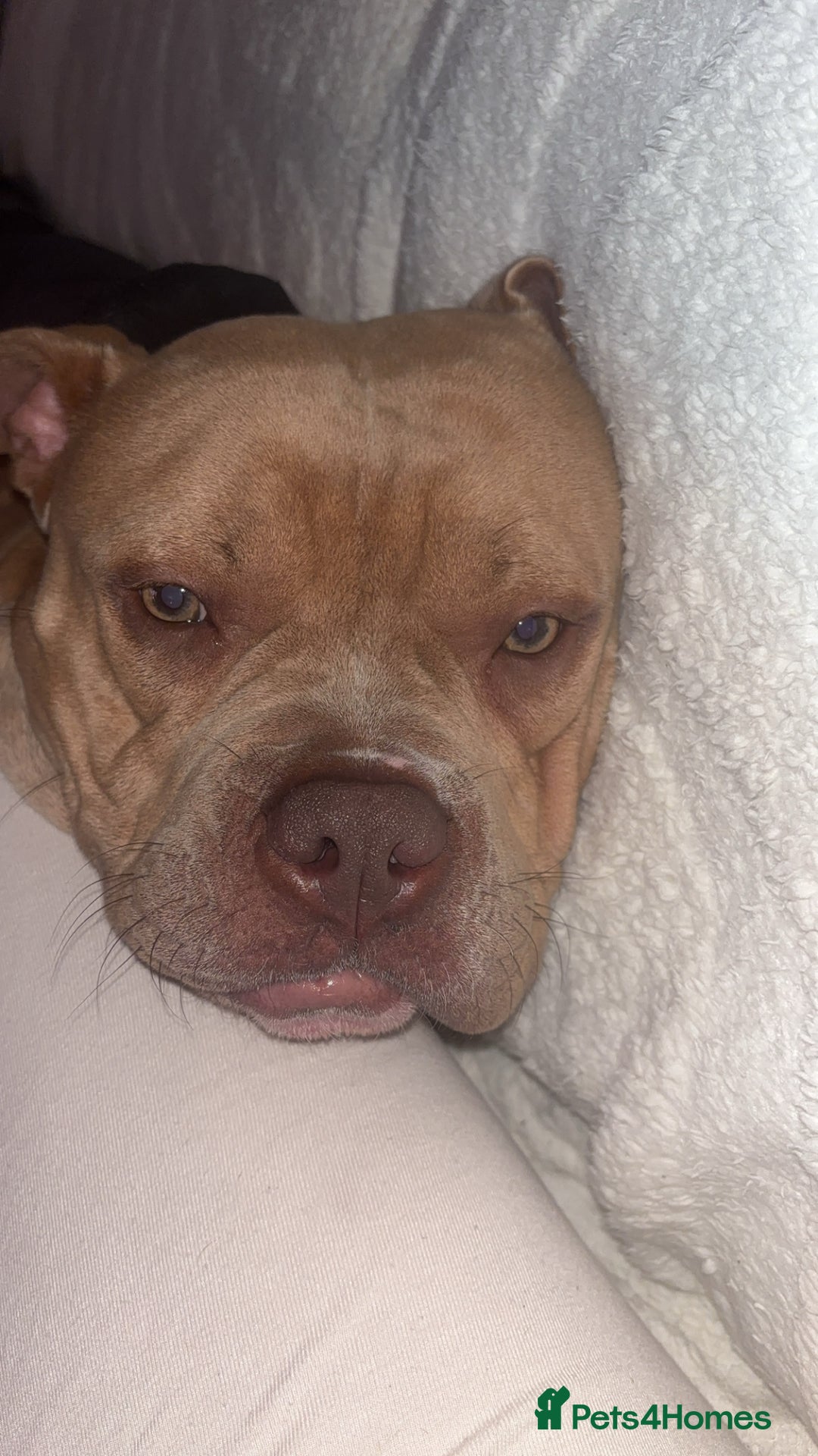 Mixed Breed dogs for sale: Bruno - American Bulldog x Staffy 1.5 years  - Advert 5