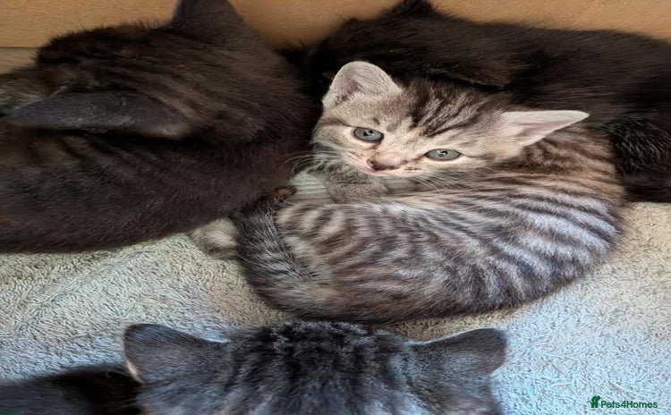Domestic Shorthair cats - Advert 11