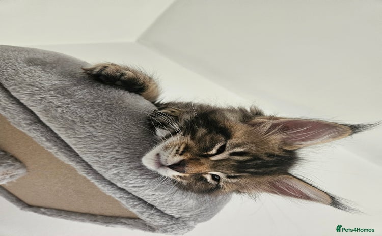 Maine Coon cats - Advert 1