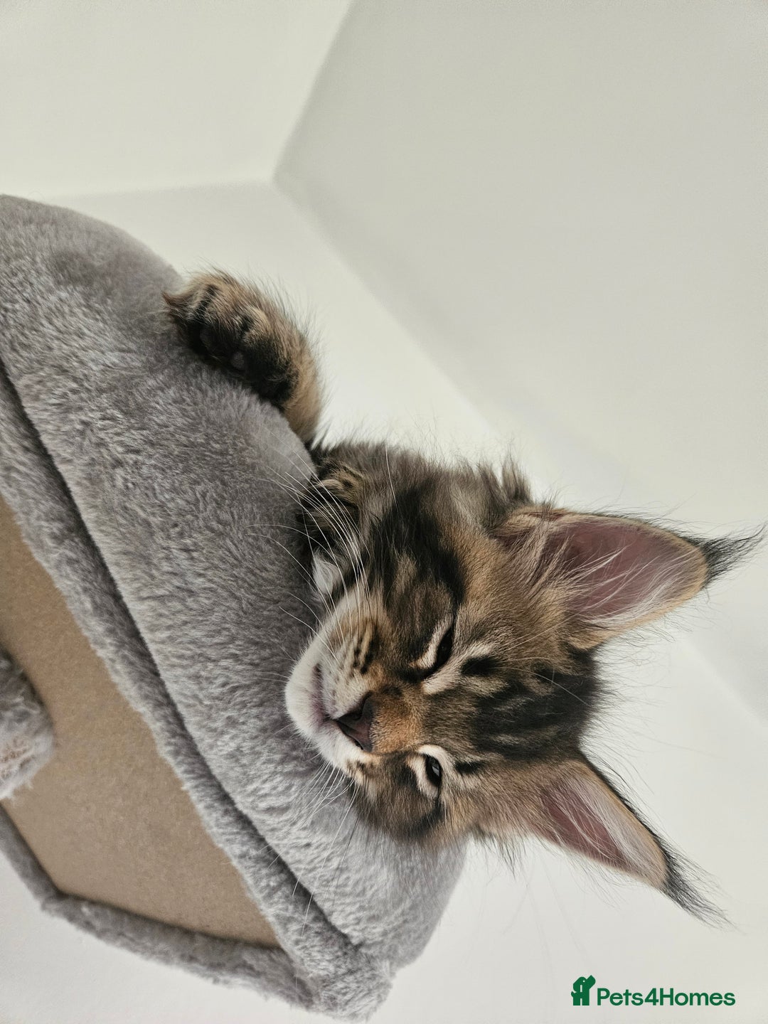 Maine Coon cats for sale: Male Mainecoon  - Image 1
