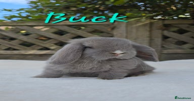 Mini Lop rabbits - Advert 2