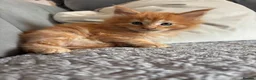 Maine Coon cats for sale: £800 2 boys remaining  - Advert 4