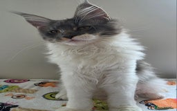 Maine Coon cats for sale: Pedigree MaineCoon Kitten/TICA  - Image 4