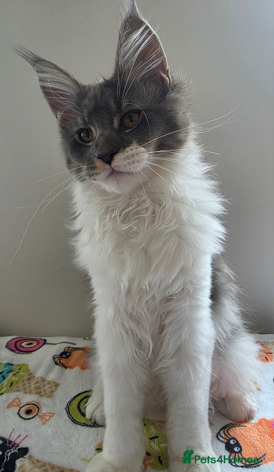 Maine Coon cats for sale: Pedigree MaineCoon Kitten/TICA  - Image 4