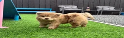 Chow Chow dogs for sale: Stunning exotic colour chowski puppies for sale  - Advert 3