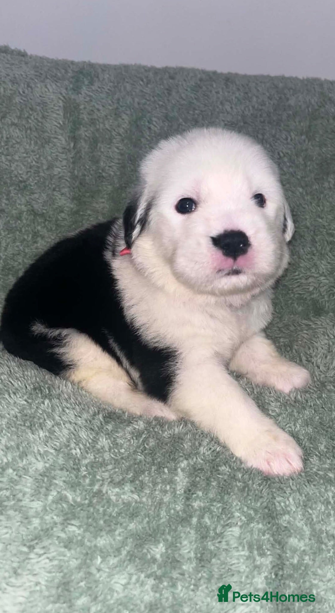 Old English Sheepdog dogs Old English x St Bernard  - Advert 4