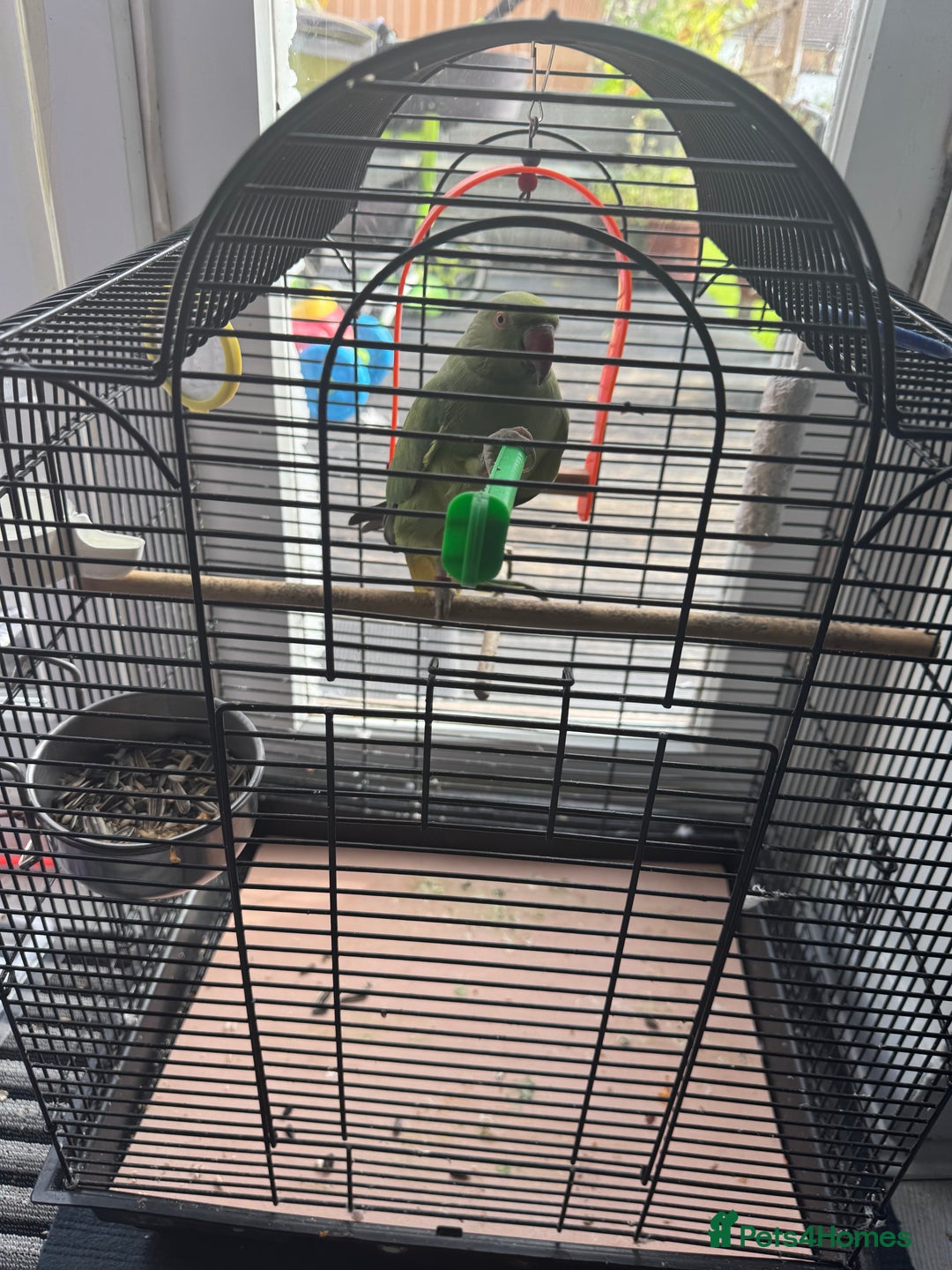 Parrots birds for sale: Beautiful very playful kids friendly  - Image 2