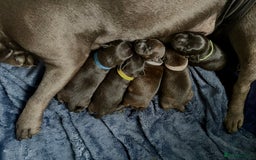 Staffordshire Bull Terrier dogs for sale: Floyd & Sky - Advert 11