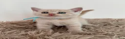 British Shorthair cats for sale: Sought after cream kittens - Advert 4