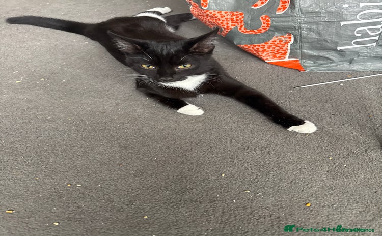 British Shorthair cats - Advert 1