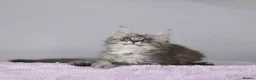 Maine Coon cats for sale: Beautiful Maine Coon kittens ( polydactyl)  - Advert 14