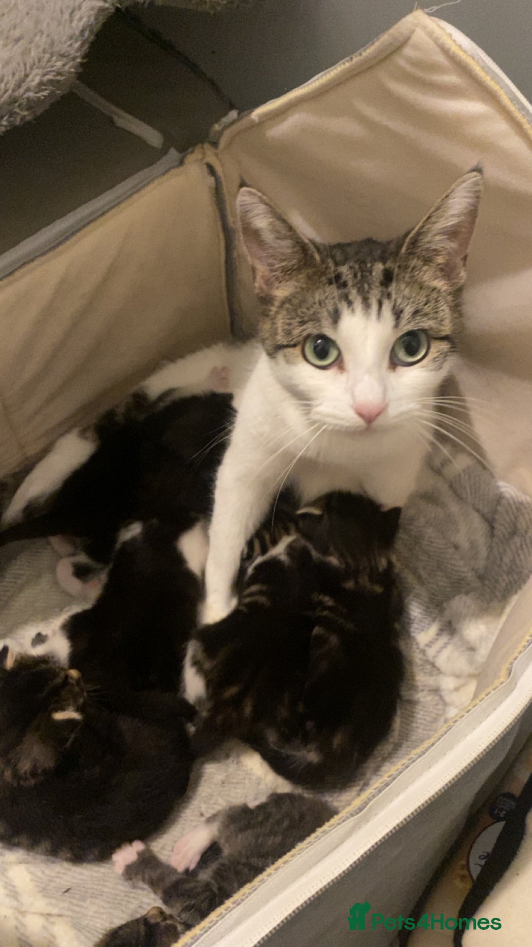 Mixed Breed cats for sale: Ragdoll/Mixed Breed Kittens for Sale - Image 3